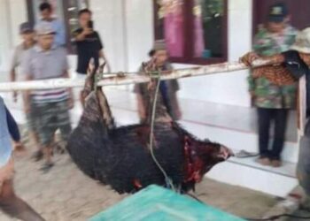 Heboh! Babi Hutan Masuk Area Musala