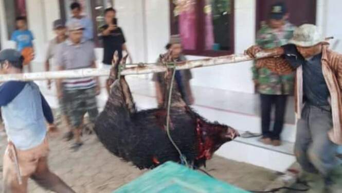 Foto: Babi hutan dilumpuhkan usai masuk area musala di Pandeglang.