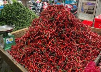 Cabai merah