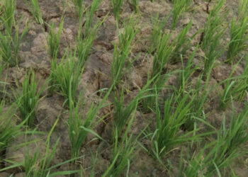 Sawah Kekeringan