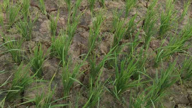 Foto: Sawah Kekeringan