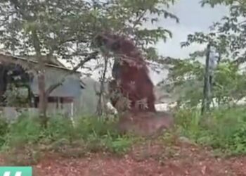 Viral Orang Utan ‘Setinggi Rumah’ Muncul di Permukiman, Ini Kata BKSDA
