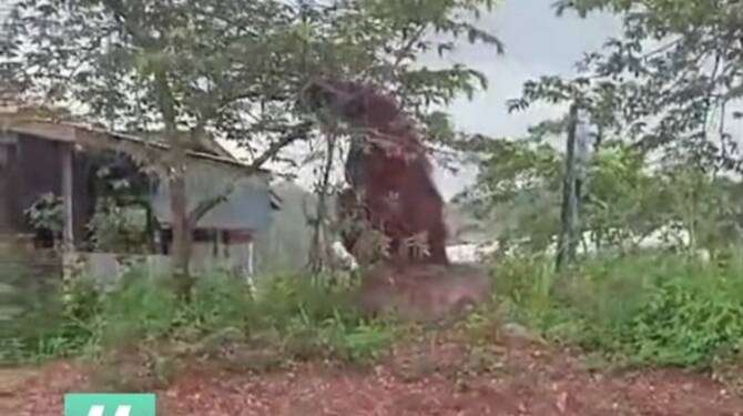 Foto: Pengendara saat merekam orang utan senior berada di permukiman warga. (Dok istimewa)
