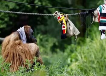 Orangutan