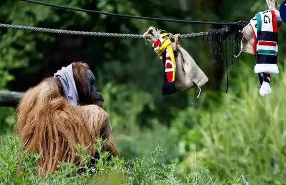 Foto: Orangutan
