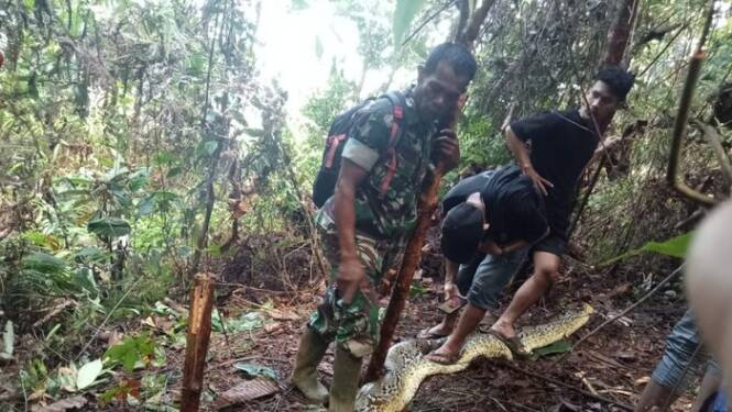 Foto: Ular Piton