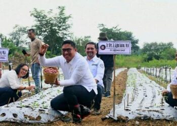 Wamentan Luncurkan Food Estate Mini Desa Sena