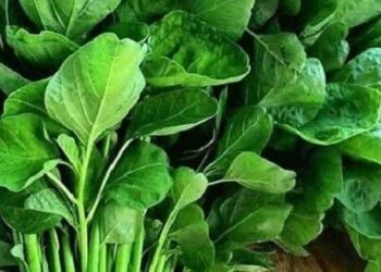 Ini Sederet Manfaat Luar Biasa Sayur Bayam dan Efek Sampingnya