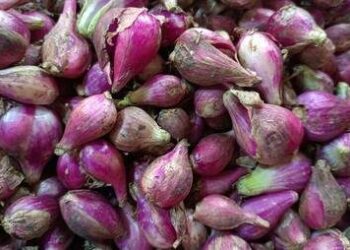Harga Bawang Merah di Sumut Anjlok