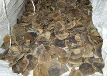 Polda Sumut Sita 987,22 Kg Sisik Trenggiling