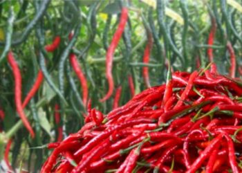 Harga Cabai Merah di Sumut Makin Melambung, Ini Penyebabnya