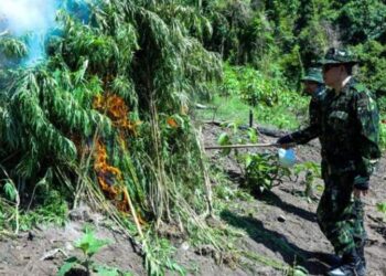 BNN Musnahkan 3,5 Ton Ganja dari 2 Hektare Ladang Ganja di Aceh