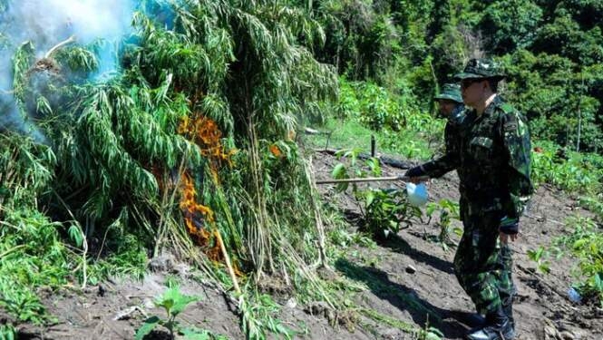 Sebanyak 3,5 ton ganja dimusnahkan Badan Narkotika Nasional (BNN). Ganja basah sebanyak itu didapatkan dari 2 hektare ladang ganja di Aceh Besar, Aceh.
