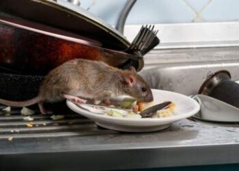 Virus Menular dari Kotoran Tikus Tewaskan 163 Orang di Nigeria