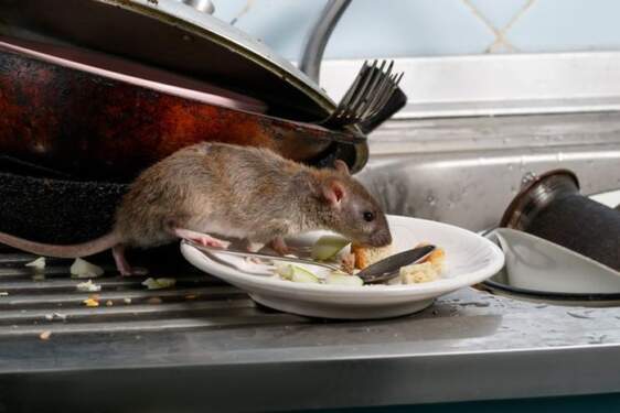 Foto: Tikus. Foto: mirror.co. uk