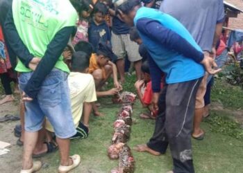 Ngeri, Seorang Nenek Tewas Ditelan Ular Piton