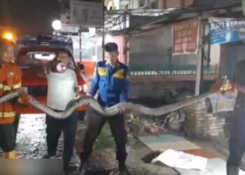 Hiiii…! Ular Piton 4 Meter Nongol di Saluran Kamar Mandi Warga Asahan