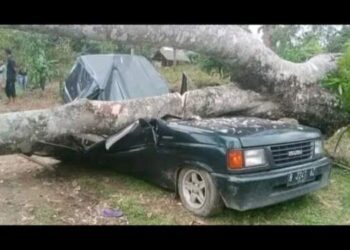 Pohon Besar Timpa Mobil di Langkat, 3 Orang Tewas