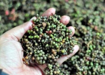 Melonjak, Harga Andaliman Tembus Rp 300.000/Kg!