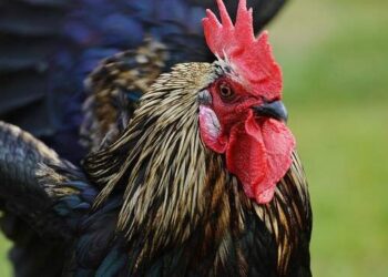 Ternyata Ini Penyebab Ayam Jantan Berkokok di Pagi Hari