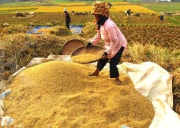 Gawat! Produksi Beras Indonesia Diprediksi Turun di 2030