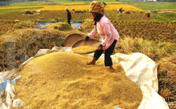 Foto: Petani saat panen padi di area pertanian.