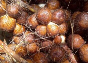 Selamat! FAO Tetapkan Salak Indonesia Warisan Pertanian Dunia