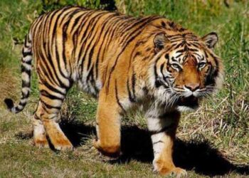 Terjerat Perangkap Babi, Harimau Sumatera Mati di Madina