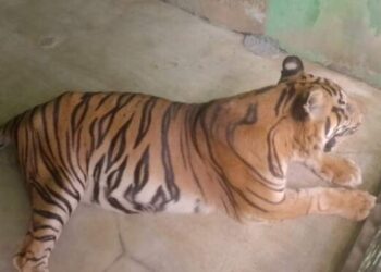 Harimau Sumatera di Kebun Binatang Medan Ini Berjuang Melawan Usia