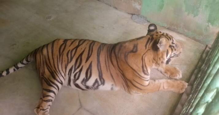 Foto: Harimau Sumatera bernama Anggi di Medan Zoo.