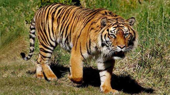 Foto: Harimau Sumatera.