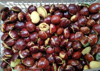 Wow! Jengkol RI Jadi Rebutan di Luar Negeri