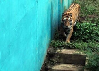 Harimau di Kebun Binatang Medan Mati Lagi