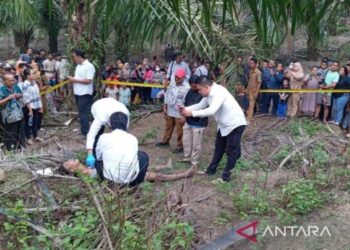 Penemuan Mayat di Kebun Sawit Gegerkan Warga