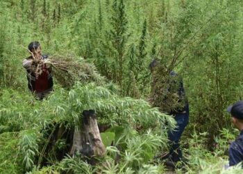 Polisi Temukan 3 Hektare Ladang Ganja di Gayo Lues