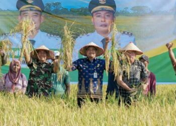 Panen Raya Padi di Mabar Hilir, Bobby Berharap Pertanian di Medan Berkembang