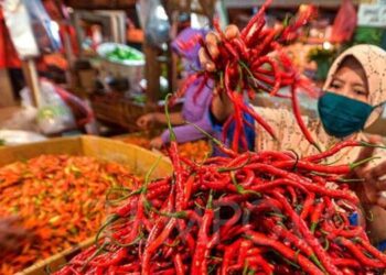 Harga Cabai di Sumut Anjlok!