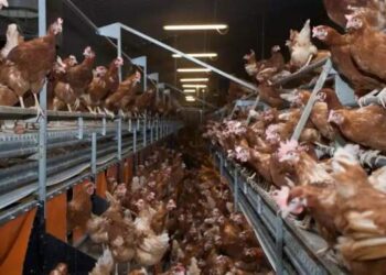 Australia dan Selandia Baru Dibayangi Ancaman Flu Burung Ganas