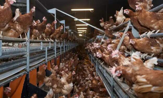 Foto: Ayam.