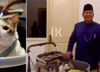 Kucing Bernama Bobby Jadi Penghuni Istana Temani Presiden Prabowo