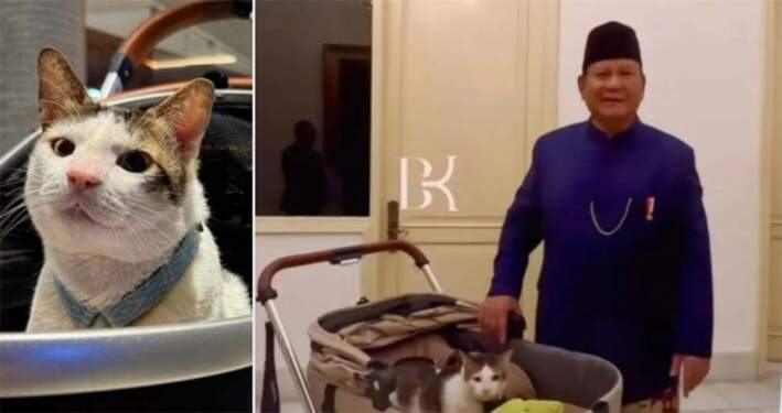 Foto: Bobby si kucing resmi jadi penghuni Istana temani Prabowo.