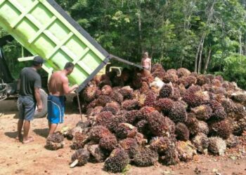 Nyaris Sentuh Rp 3.400 per Kg, Harga TBS Sawit di Sumut Terus Menguat