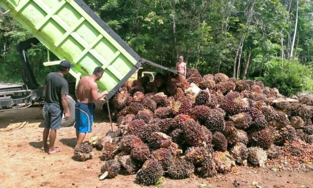 Buah sawit.