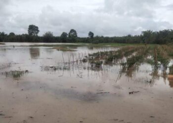 Banjir di Aceh Selatan, 719 Hektare Lahan Pertanian Rusak