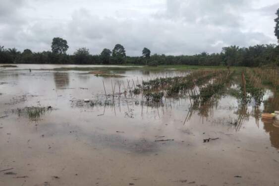 Foto: Lahan pertanian tergenang banjir di Kabupaten Aceh Selatan.