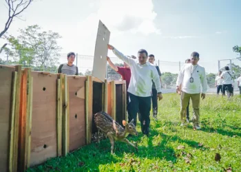 Pj Sekda Medan Lepas 15 Ekor Rusa di Taman Cadika
