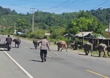 Kecelakaan Maut di Aceh Jaya akibat Ternak di Jalan, 2 Orang Tewas