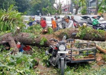 Pohon di Putri Hijau Medan Tumbang Timpa Mobil dan Betor
