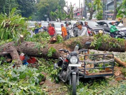 Foto: Petugas sedang melakukan pemotongan batang pohon.