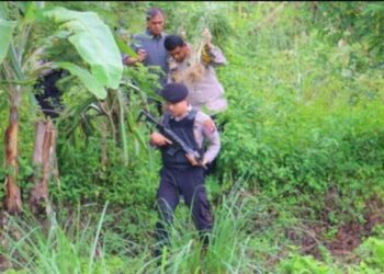 Ladang Ganja Seluas 1,8 Ha Ditemukan di Madina